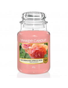 Sun - Drenched Apricot Rose giara grande